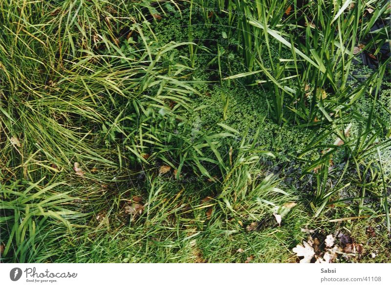 tümpel Teich Blatt grün Gras Wasser Natur