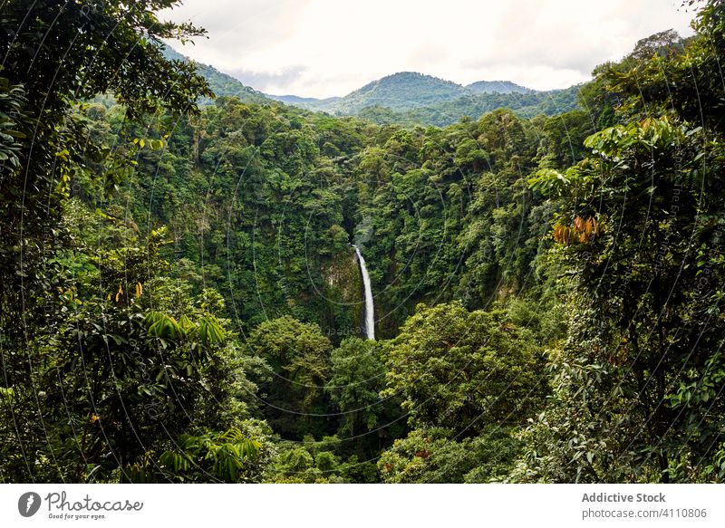 Wasserfall im grünen Dschungel im Sommer Natur Landschaft malerisch üppig (Wuchs) Baum Costa Rica Wald Pflanze Umwelt Laubwerk idyllisch tropisch Ausflugsziel