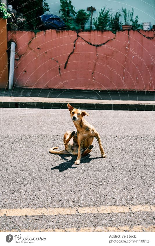 Streunender Hund kratzt auf der Straße zerkratzen Stadt Irrläufer sonnig tagsüber Eckzahn Asphalt Costa Rica Haustier Tier Begleiter Welpe dreckig Kreatur