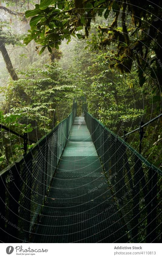 Schmale Brücke durch grünen Dschungel Baum üppig (Wuchs) Weg Natur Landschaft Abenteuer Ausflugsziel Costa Rica reisen Tourismus Wald malerisch Reise