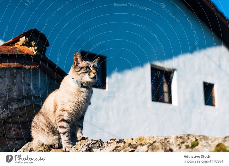 Niedliche Katze sitzt auf einem Steinzaun Zaun Dach Straße Haus sitzen rau heimisch Tier Haustier katzenhaft Kragen Borte Außenseite sonnig tagsüber niemand