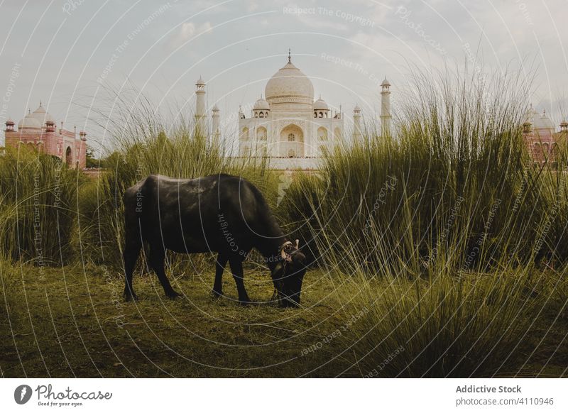 Kuh beim Fressen von grünem Gras in der Nähe eines schönen Schlosses weiden Futter Burg oder Schloss Tempel Kultur Architektur reisen Gebäude Taj Mahal