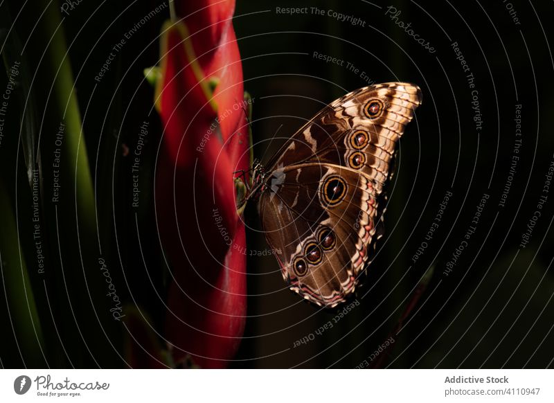 Brauner Schmetterling auf grünem Blatt Natur Flügel Insekt Pflanze Kreatur Flora Tier frisch Fleck Fauna Tierwelt Sommer Botanik Umwelt Biologie Garten Wanze