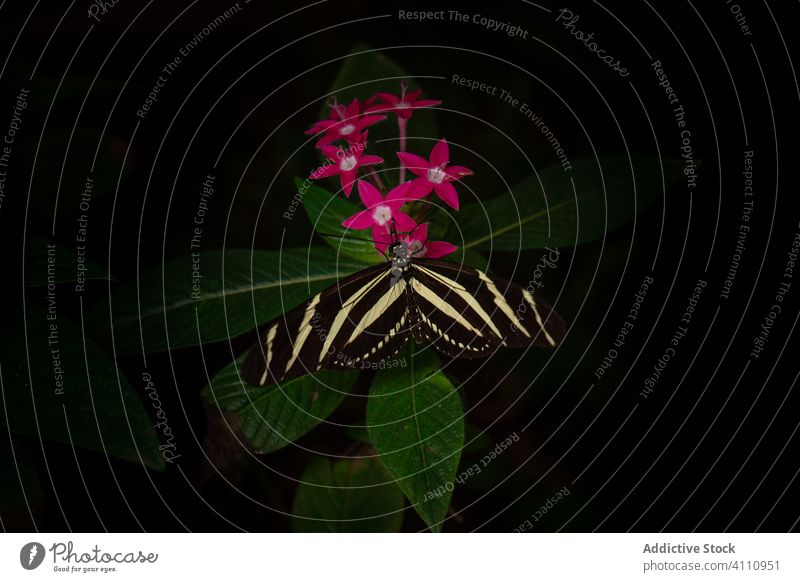 Gestreifter Schmetterling in der Nähe von Blüten und Blättern Blatt Blume Natur Flügel Insekt Pflanze Kreatur Flora Tier Streifen frisch dunkel Fauna Tierwelt