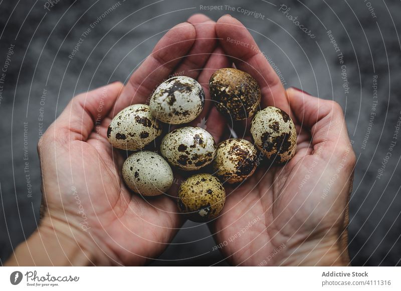 Frische Wachteleier in den Händen einer Frau von oben Eier Lebensmittel Bestandteil Hintergrund braun roh Gesundheit frisch organisch natürlich Ostern Protein