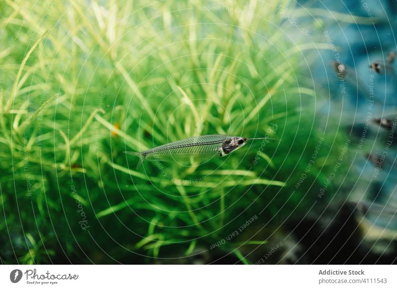 Schwarm von Glaswelsen im Aquarium Tier unter Wasser Kryptopterus Natur Tierwelt Fauna Umwelt Kreatur durchsichtig Ökologie klein exotisch tropisch Biologie Zoo