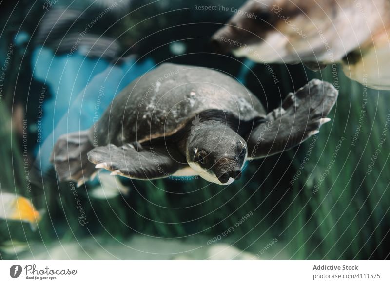 Schweinsnasen-Schildkröte im Meer MEER unter Wasser Natur Tier marin wild Reptil Fauna Ökologie Zoo tief reisen tropisch natürlich schwimmen exotisch Sinkflug