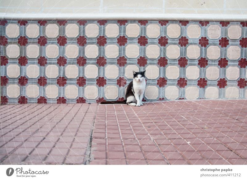 Kool Kat Mauer Wand Fassade Tier Haustier Katze 1 beobachten Blick Neugier niedlich Fliesen u. Kacheln sitzen Farbfoto Außenaufnahme Menschenleer