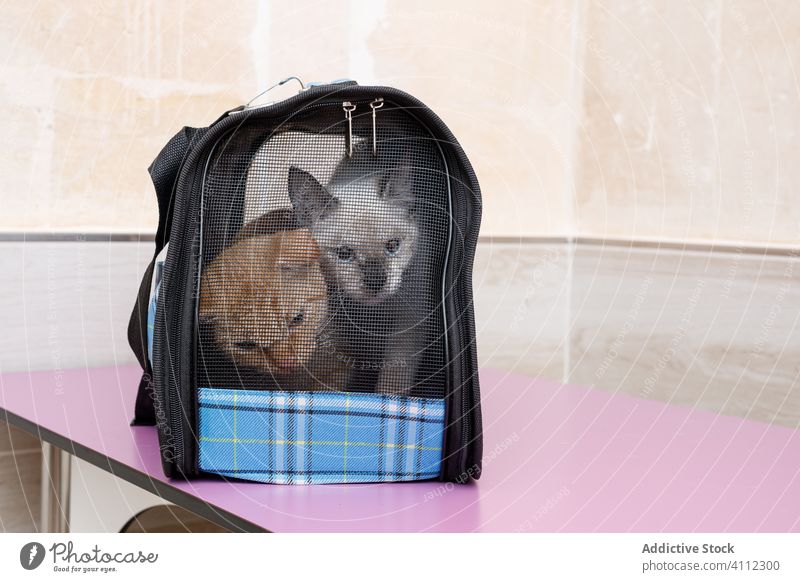 Liebenswerte Katzen im Tiertransporter Haustier Träger Tisch Klinik Tierarzt weiß Fell rot neugierig Tasche bezaubernd klein niedlich wenig Säugetier Pflege