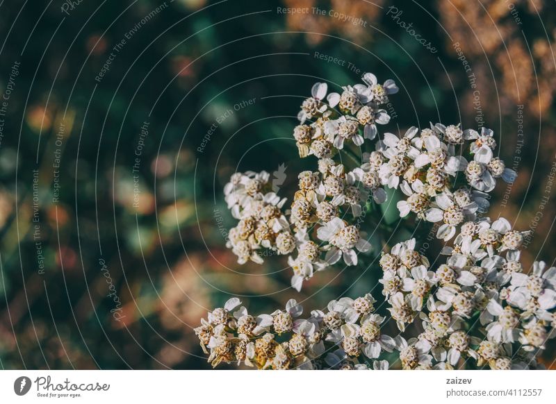 kleine weiße Achillea-Blüten Medizin horizontal Wachstum Gesundheitswesen Lebensstile alternativ keine Menschen Homöopathie Farbbild Kräuterbuch