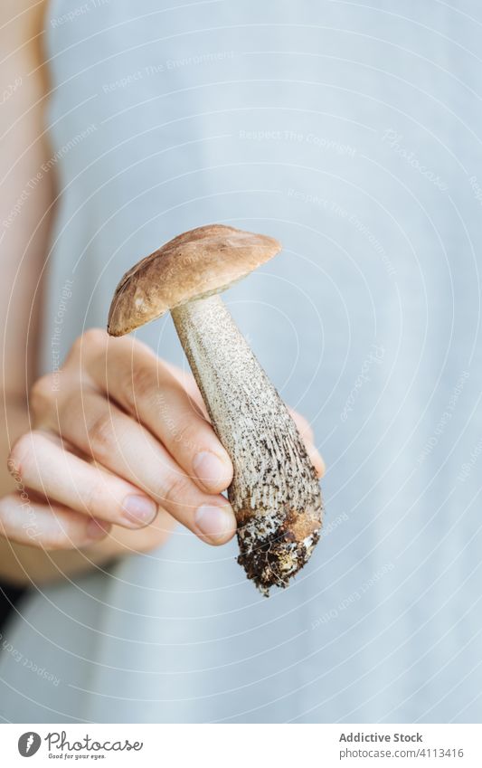 Person mit frischem Pilz in der Hand Steinpilze Frau Lebensmittel natürlich organisch Gesundheit Vegetarier Veganer Ernährung Bestandteil Mahlzeit Koch essbar