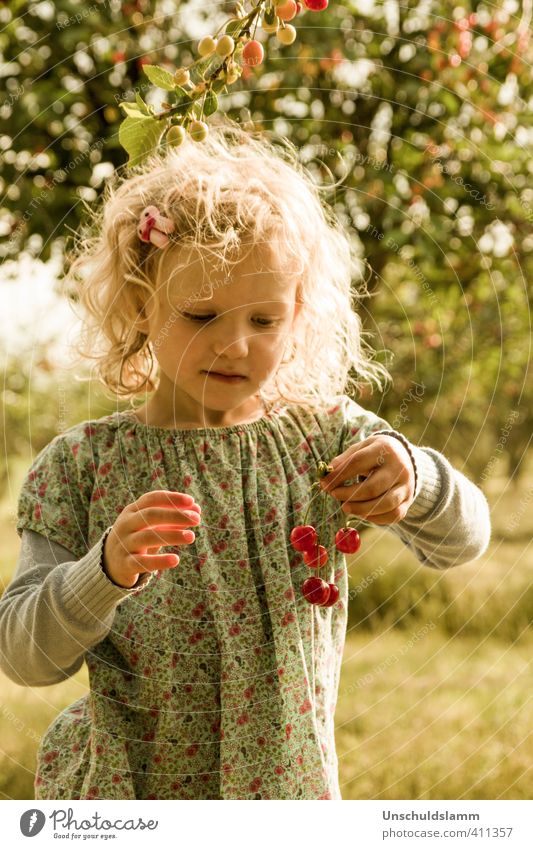 Kirschen zählen Lebensmittel Frucht Ernährung Picknick Freizeit & Hobby Sommer Sonne Häusliches Leben Garten Mensch Kind Mädchen Kindheit Haare & Frisuren 1