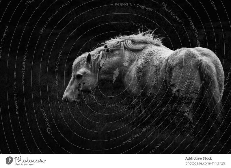 Pferd grasend auf einer Wiese weiden Feld Windstille Natur Landschaft pferdeähnlich Weide Tier Säugetier Bauernhof ländlich Hengst Ranch Stute schön heimisch