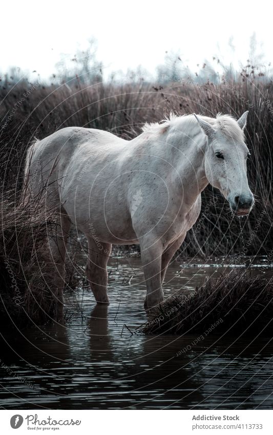 Weißes Pferd im Wasser stehend auf dem Lande Gras weiß Windstille Sumpfgebiet Landschaft Natur Tier ruhig Saison wild Umwelt friedlich kalt Gelassenheit Teich