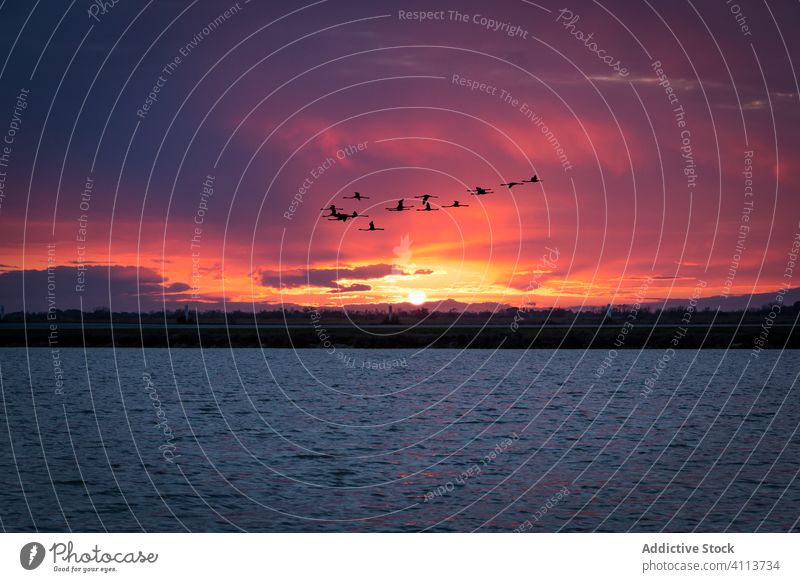 Vögel fliegen bei Sonnenuntergang über den See Vogel Himmel Wasser Fliege Schwarm Abend Abenddämmerung wolkig farbenfroh Fluss Natur Landschaft malerisch Flug