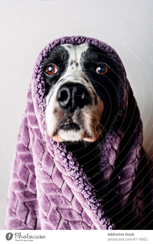 Niedlicher Hund unter warmer Decke umhüllen niedlich weich heimwärts gemütlich Fleck Haustier englischer Setter sich[Akk] entspannen ruhen Handtuch heimisch