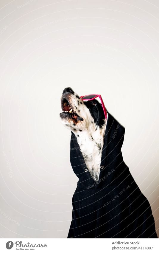 Süßer Hund mit Kapuzenpulli und Sonnenbrille Haustier Konzept Stil lustig Tier niedlich Glück heimisch Eckzahn englischer Setter Kleidungsstück Bekleidung ruhen