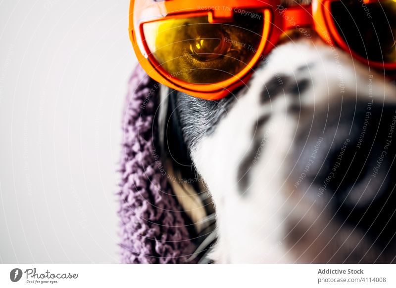 Niedlicher Hund mit Halloween-Brille unter warmer Decke lustig violett Stil Haustier Eckzahn Tier heimisch englischer Setter Wagenheber o Laterne Veranstaltung