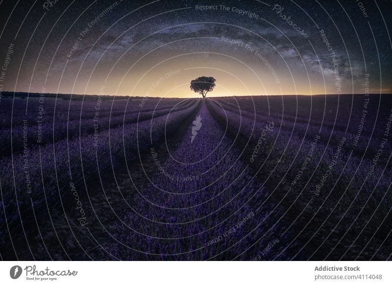 Erstaunliche Kulisse von Lavendelfeld und einsamen großen Baum am Horizont in sternenklarer Nacht Himmel Feld Einsamkeit Sonnenaufgang Blume Dämmerung