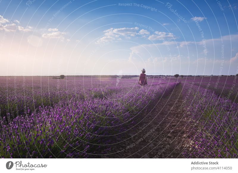 Bäuerin geht zwischen Reihen von Lavendelblüten auf einem Feld in der Sonne entlang Landwirt Frau Blume kultivieren Himmel Ackerland Freiheit friedlich Schonung