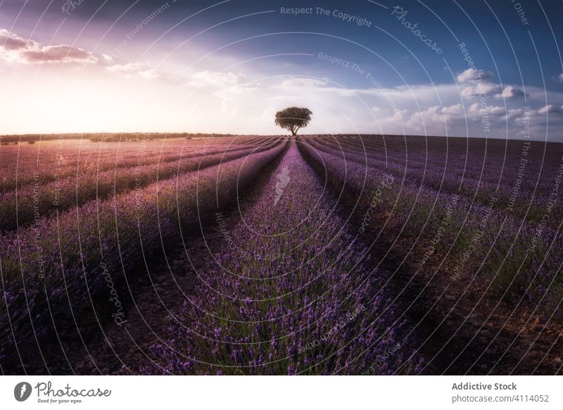 Erstaunliche Kulisse von Lavendelfeld und einsamen großen Baum am Horizont bei Sonnenuntergang Himmel Feld Einsamkeit Nacht Sonnenaufgang Blume Dämmerung