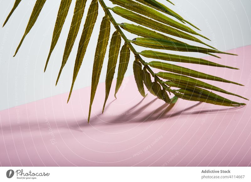 Tropische Pflanze Blatt auf rosa und weißen Hintergrund Handfläche tropisch grünes Blatt Sommer Feiertag Strand MEER Urlaub Konzept Baum Schatten Botanik Licht