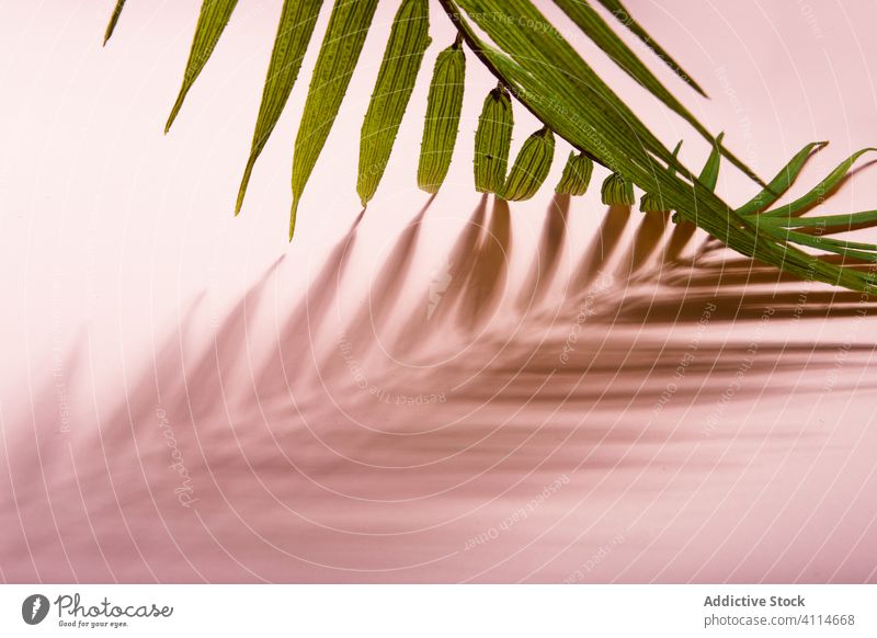 Tropisches Pflanzenblatt auf rosa Hintergrund Handfläche tropisch grünes Blatt Sommer Feiertag Strand MEER Urlaub Konzept Baum Schatten Botanik Licht sonnig