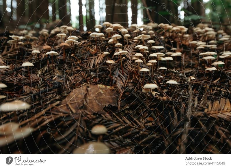Kleine Pilze, die auf Erdgras wachsen Natur Wald Boden Herbst natürlich giftig Gift botanisch Pflanze Botanik Laubwerk Vegetation horizontal Textfreiraum