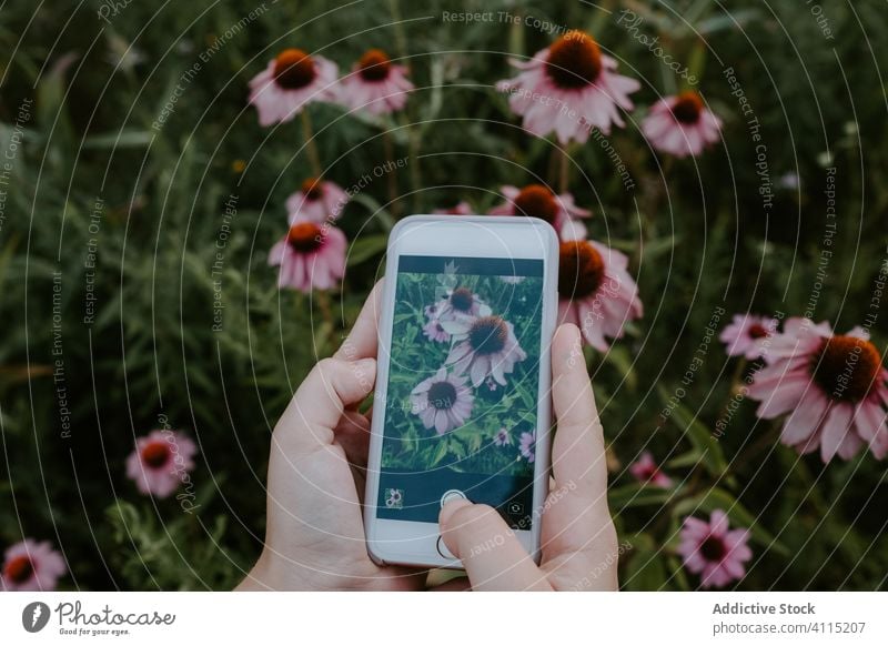Anonyme Frau beim Fotografieren von Blumen fotografieren Smartphone Garten Blütezeit Hand Sommer Natur Apparatur Gerät benutzend Pflanze Flora Mobile Park