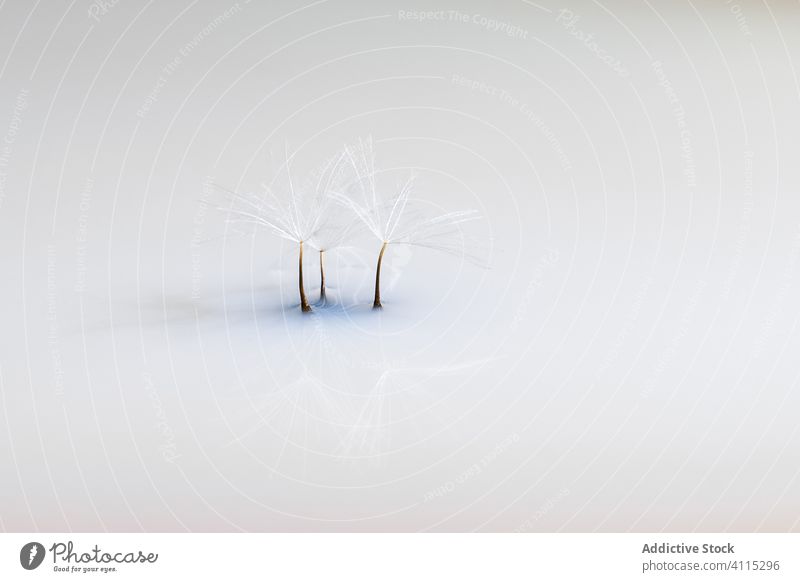 Pusteblume in weißem Licht auf Spiegeloberfläche Löwenzahn Taraxacum Minimalismus Schatten reflektieren weich kalt hell Samen Ökologie Schwerelosigkeit