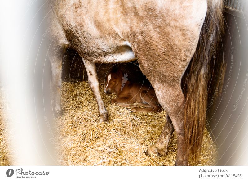 Fohlen auf Heu liegend neben Pferd Verkaufswagen Ranch Stock Lügen niedlich Pferdestall Tier Mutter Baby Ackerbau Viehbestand Baracke Stroh Scheune Landschaft