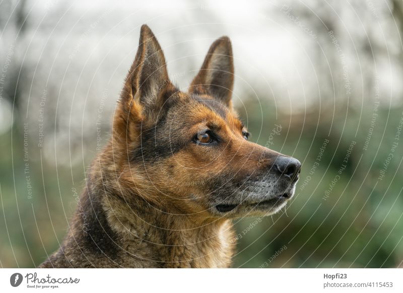 Portrait von einem Deutschen Schäferhund Hund schön Deutscher Schäferhund Kopf Fell Fellfarbe beobachten aufpassen hofhund Haustier alt Hündin sehen