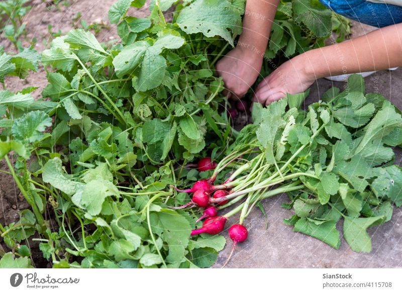 Junge Frau im Garten hält Radieschen. grün Ernte frisch Haufen Wachstum Pflanze Gesundheit Vitamin Lebensmittel Kommissionierung Blatt roh Natur Hand organisch