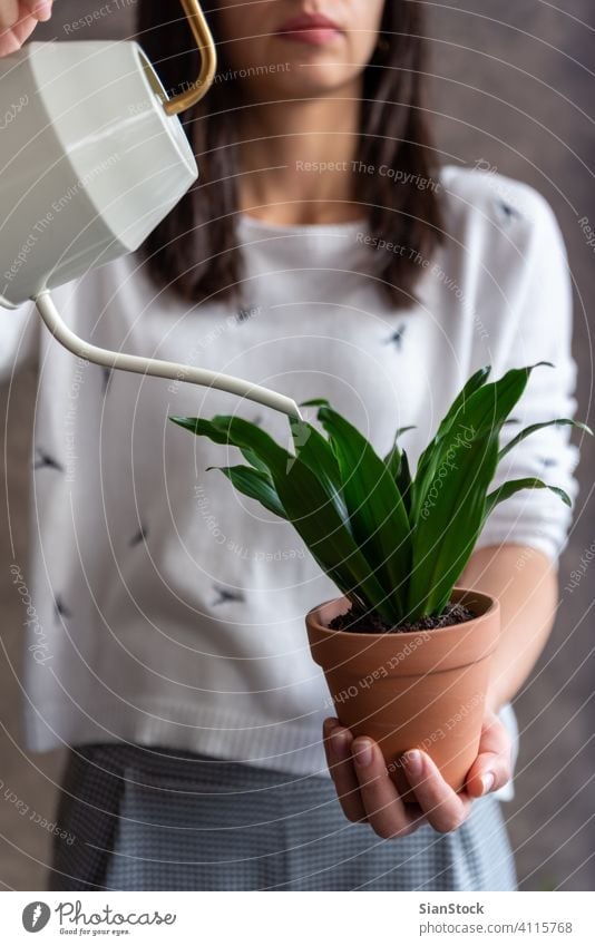 Frau bewässert Dracaena Pflanze Topf Blume Beteiligung Halt Hände Blumenhändler Geschenk geblümt weiß im Innenbereich Hintergrund Person Blütezeit botanisch