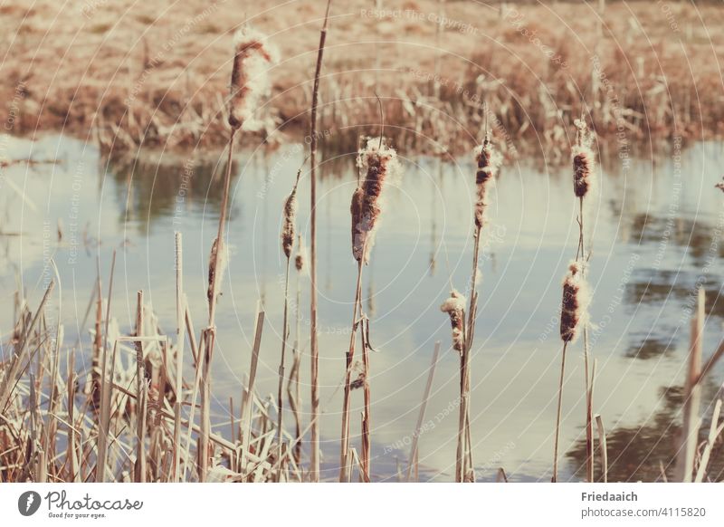 Rohrkolben am Teich Teichufer Außenaufnahme Natur Wasser Pflanze Umwelt Nahaufnahme Farbfoto