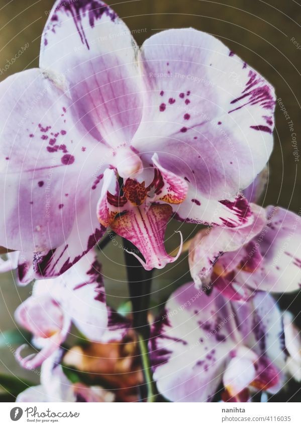 Schönes und elegantes weißes und rosa Orchideen-Kind orchild Dekoration & Verzierung Blume abschließen Blütenblatt klassisch heimwärts Topf Topfpflanze geblümt