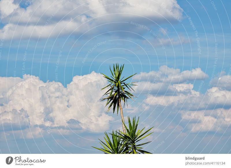 Einsame Palme vor wolkigem Sommerhimmel (einfallsloser Titel) Himmel Wolken Baum Pflanze Außenaufnahme Ferien & Urlaub & Reisen Menschenleer Natur Tag blau grün