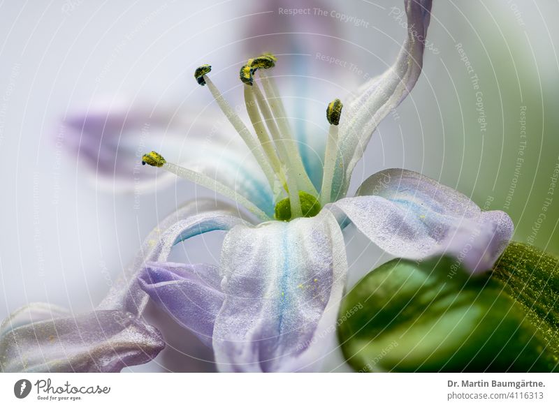 Einzelblüte des Mischtschenko-Blausterns - Scilla mischtschenkoana, Sorte Tubergeniana Auslese Winterblüher blühend Blüte Blume Geophyt Zwiebelblume
