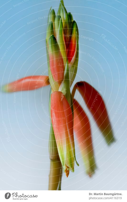 Blütenstand von Aloe humilis aus Südafrika wird durch Vögel bestäubt blühend südafrikanisch Pflanze Sukkulente sukkulent Zimmerpflanze Zierpflanze