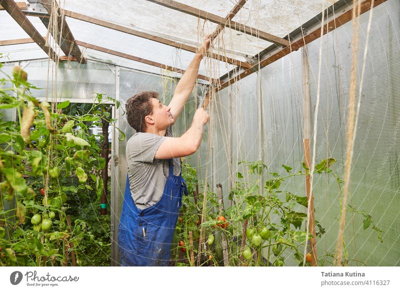 Arbeiter bindet Tomaten in einem Gewächshaus auf Ackerbau Gartenarbeit Hand Natur Pflege Gärtner Krawatte nach oben lässig Kaukasier konzentriert