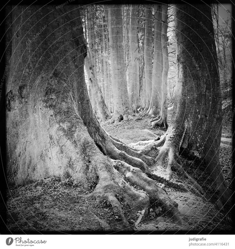 Wald Baum Bäume Wurzel Wege & Pfade wandern draußen Natur Landschaft Umwelt Durchgang Erholung Schwarzweißfoto