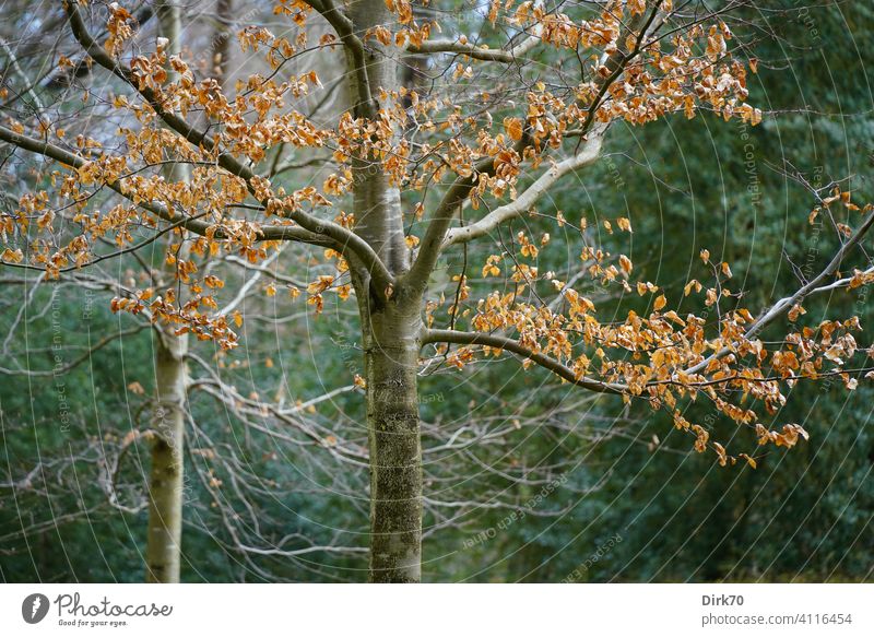Winterlicher Baum mit braunem Laub Laubbaum Laubwerk Herbstlaub kahl kahler Baum herbstlich Stamm Baumstamm Umwelt Herbstfärbung Blatt Außenaufnahme