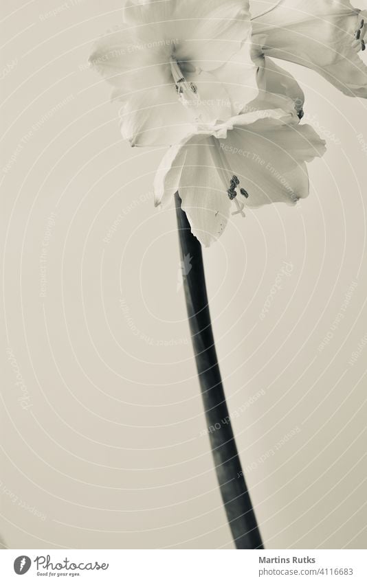 Amaryllis belladonna Kurve Wachstum vertikal filigran Lilien Zimmerpflanze Frühling Einzelobjekt geblümt Blume Topf Blatt Schönheit Einzelblüte