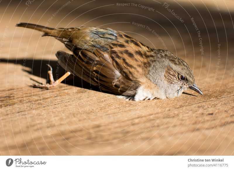 Eine tote Heckenbraunelle liegt im Sonnenschein auf einem Holztisch Vogel Widvogel Gartenvogel gestorben Prunella modularis Braunellen verunglückt Tod liegen