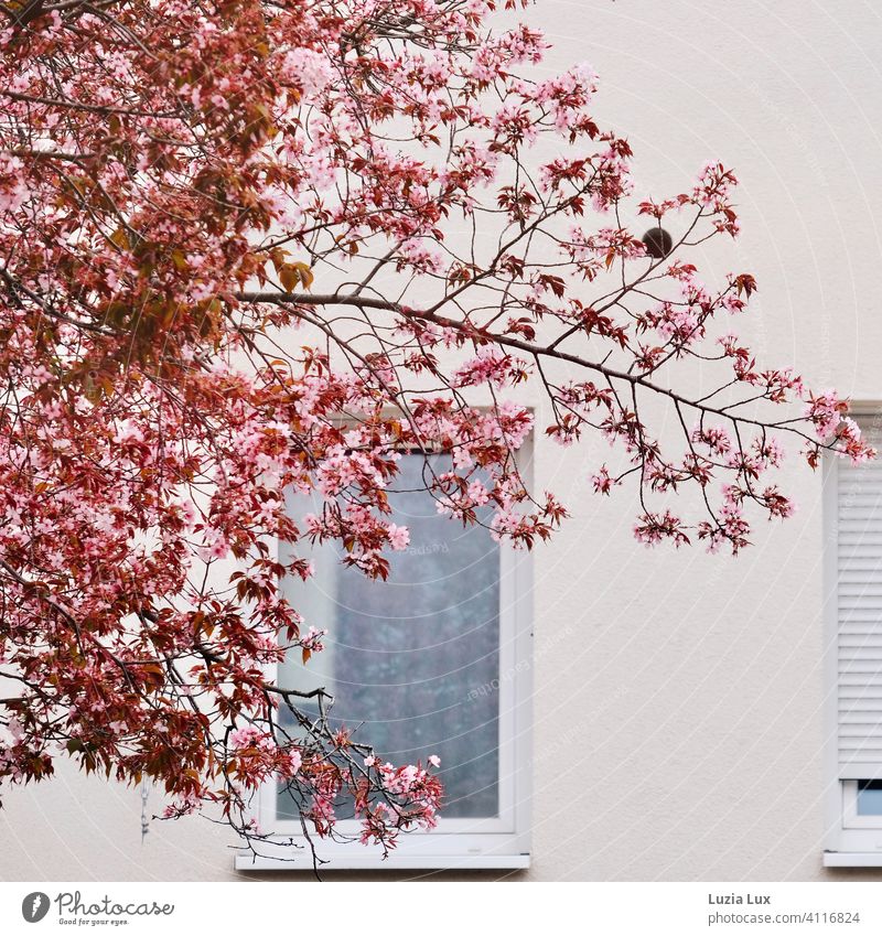 Kirschblüte: zarte Zierkirschenblüten rosa, vor einer sonnenbeschienenen weißen Hauswand mit Fenstern Kirschblüten Frühling hell sonnig Blüte Farbfoto Natur