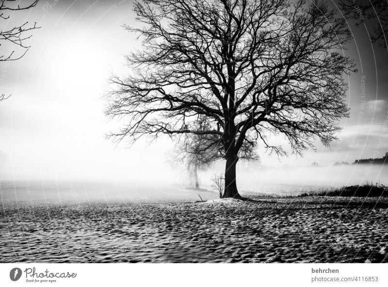 winterschlaf Schatten mystisch geheimnisvoll idyllisch verträumt träumen schön Außenaufnahme Klima Nebel Schneedecke Landwirtschaft Baumstamm Äste und Zweige