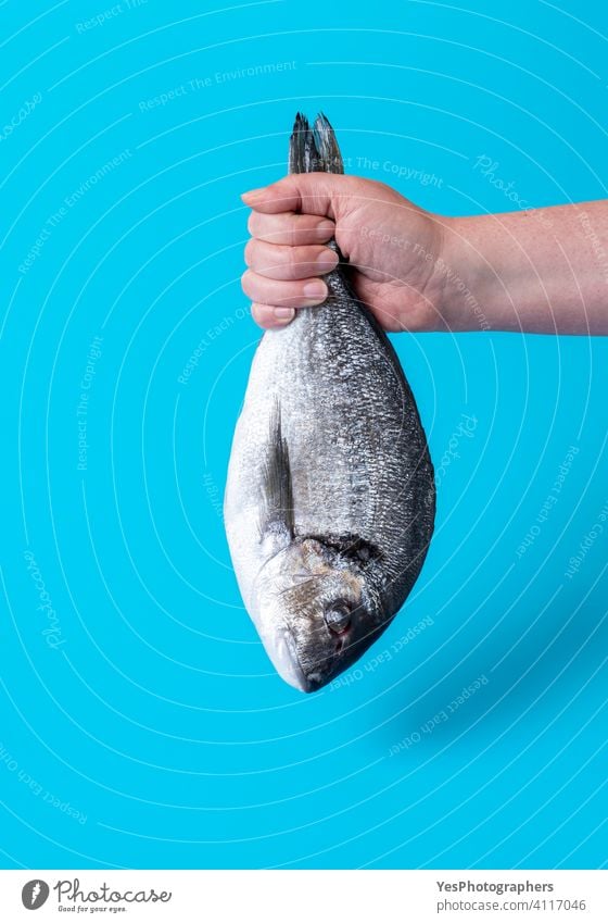 Dorade Fisch isoliert auf einem blauen Hintergrund. Frau Hand hält rohen Fisch Tier Arme fangen Nahaufnahme Farbe Textfreiraum Küche ausschneiden tot Diät