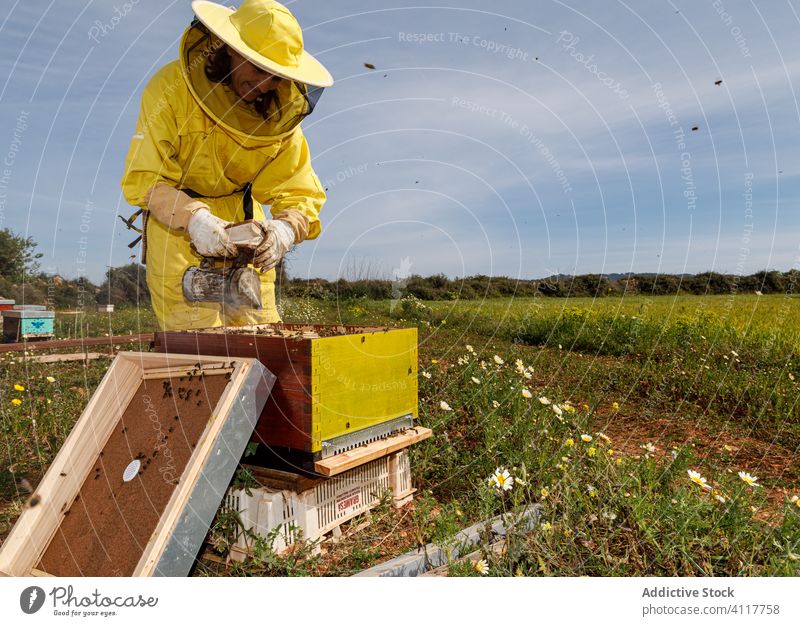 Imkerinnen bei der Arbeit im Bienenstock Frau Wabe Rahmen gesichtslos inspizieren prüfen Raucherin Werkzeug untersuchen professionell Sommer Saison Job Beruf
