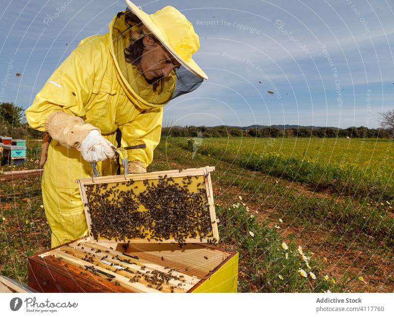 Imker überprüft Wabenrahmen am Bienenstand Bienenstock Arbeit Frau Rahmen inspizieren prüfen Werkzeug untersuchen professionell Sommer Saison Job Beruf Prozess