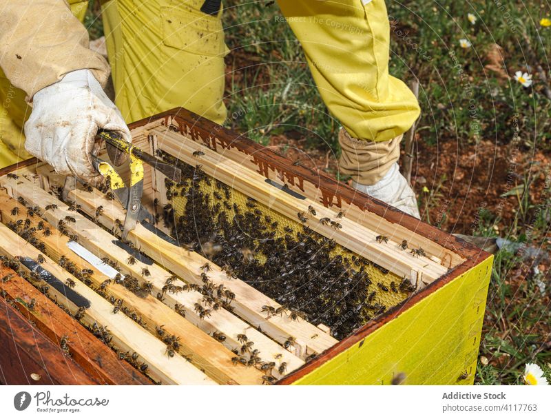 Anonymer Imker prüft Wabenrahmen am Bienenstand Bienenstock Arbeit Frau Rahmen inspizieren prüfen Werkzeug untersuchen professionell Sommer Saison Job Beruf
